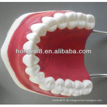New Style Medical Dental Care Modell, Zahn Kunststoff-Modell